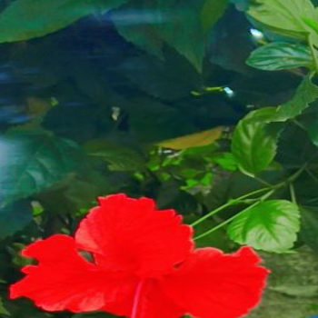 Sringaraj